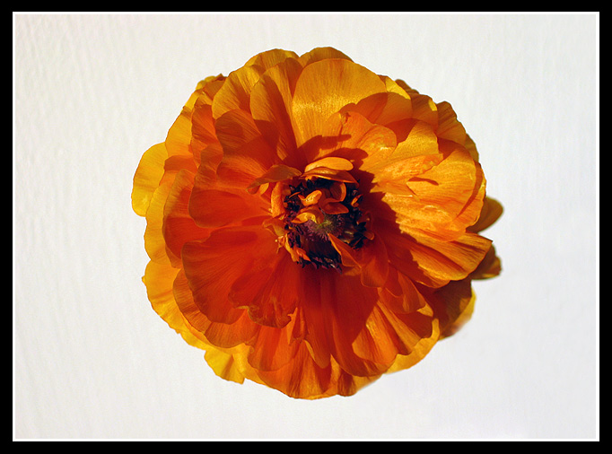 Tom-Flower_03.jpg